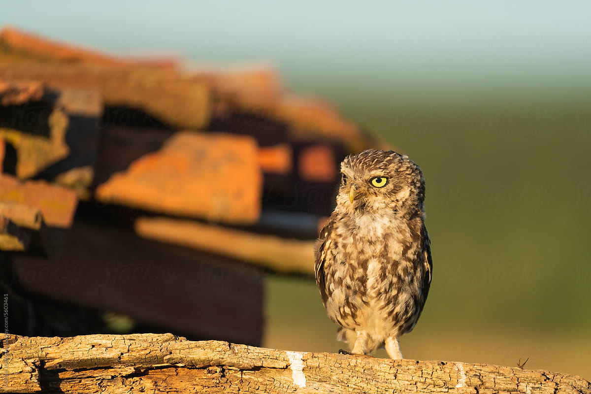 Little Owl Perched On A Beam Of A Collapsed House At Sunset