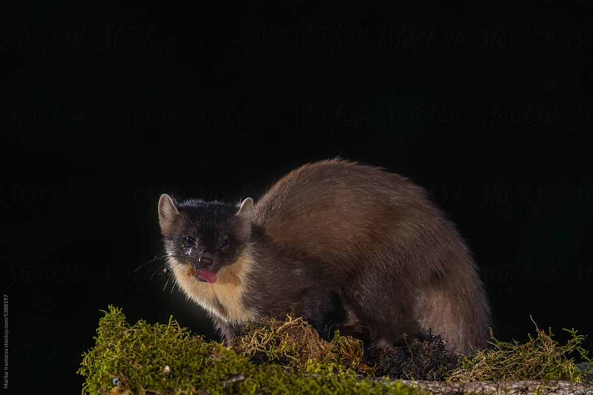 Pine Marten Looks At The Camera With Honey In Its Mouth