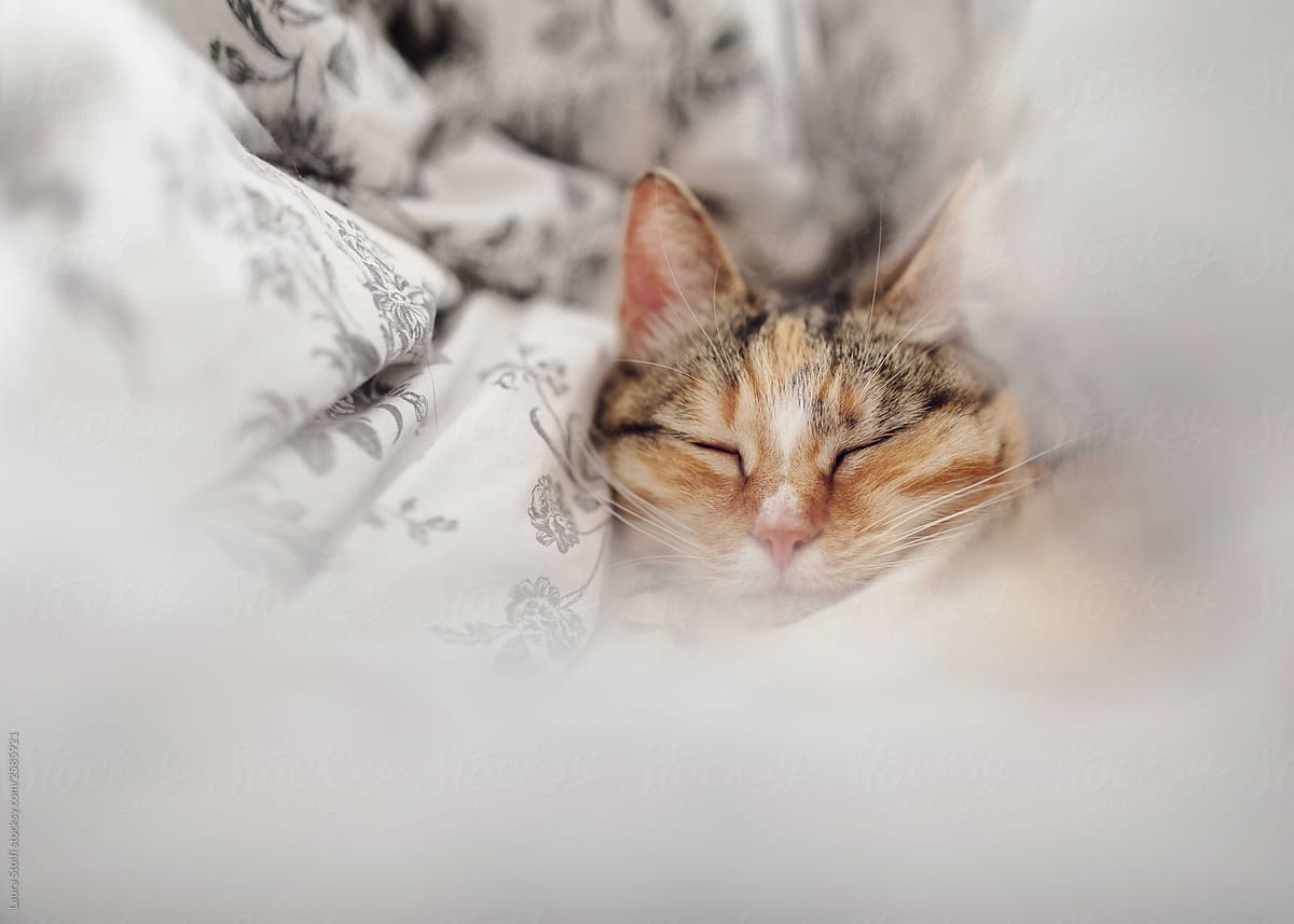Hapy cat sleeping hard surrounded by downy black and white floral duvet