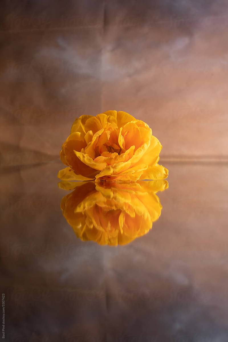 yellow tulip flower laying on mirror over gradient background