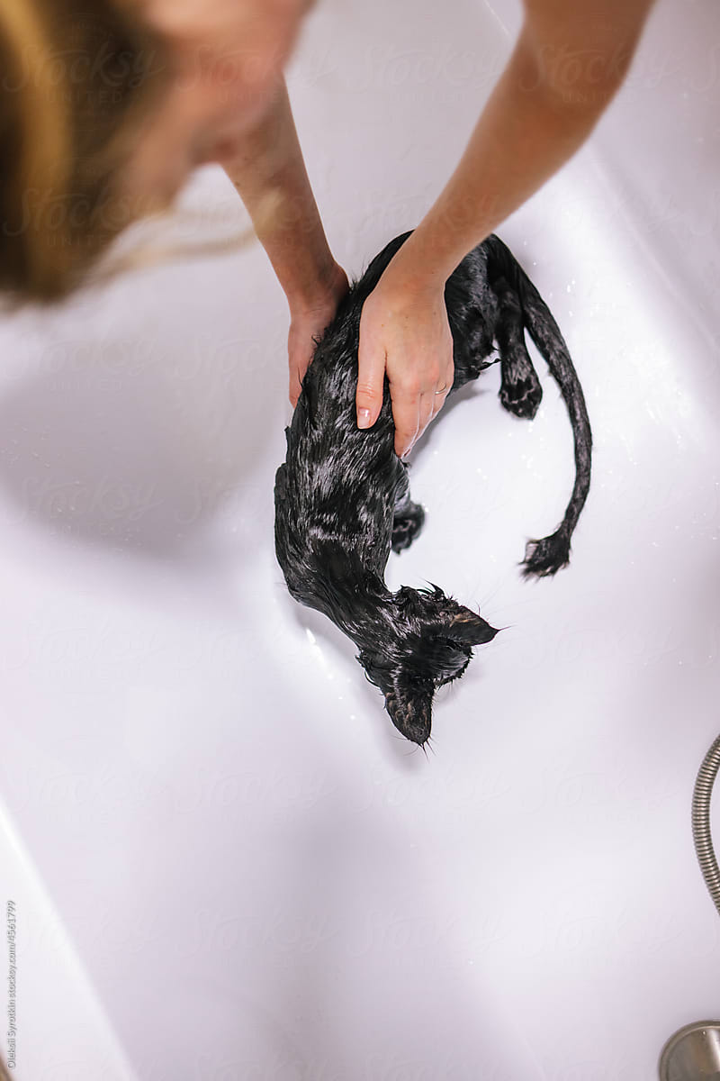 Bath procedure animal