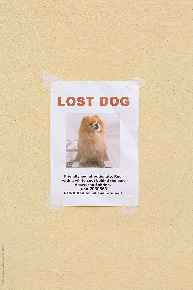Poster of missing dog hanging on wall