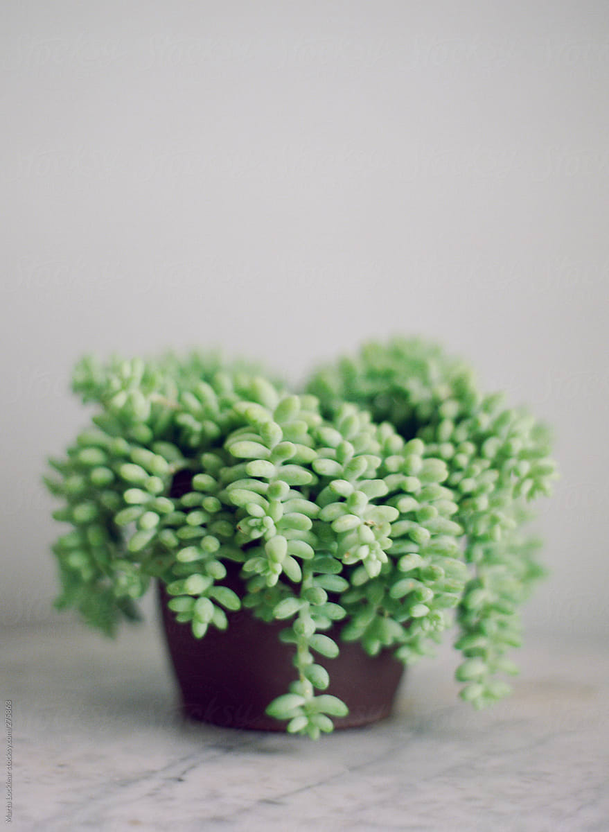 Burros Tail succulent plant on carrera marble table