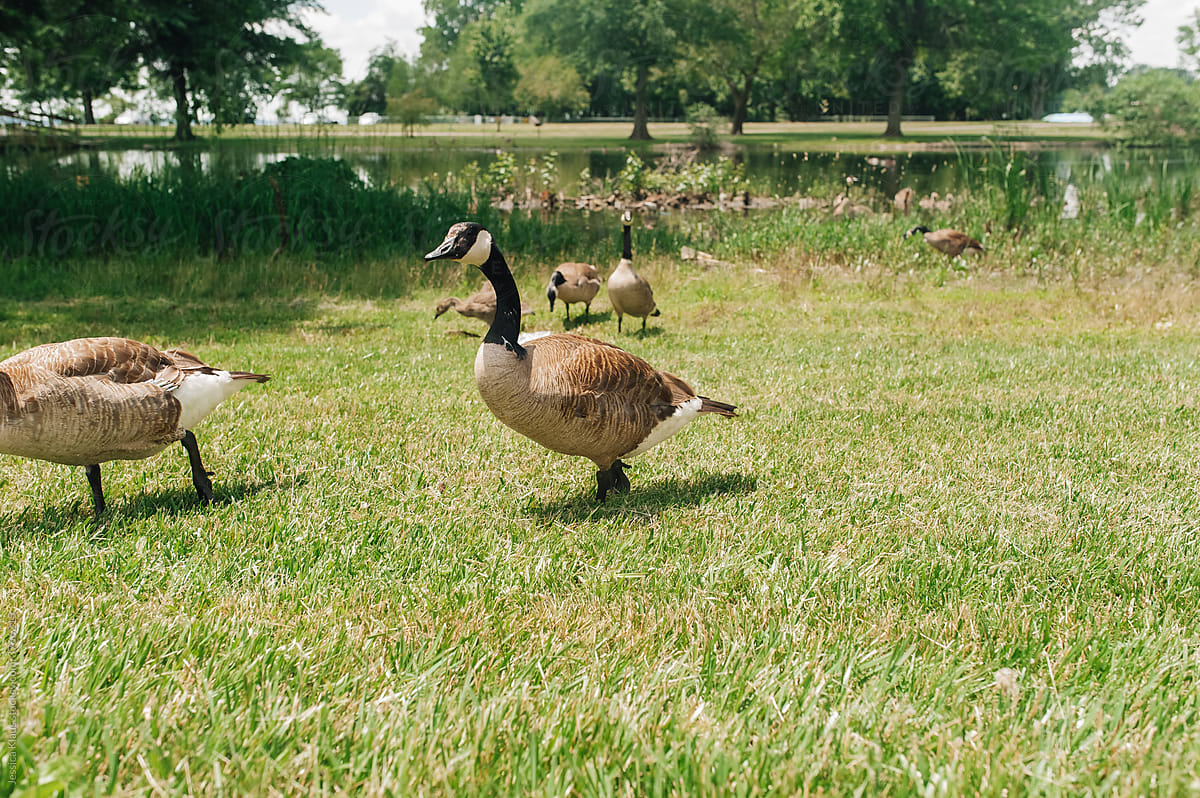 Geese walking around at park.