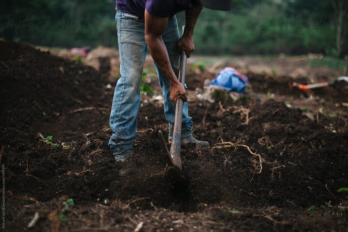 Local farmer working in coffee plantation in Nicargua