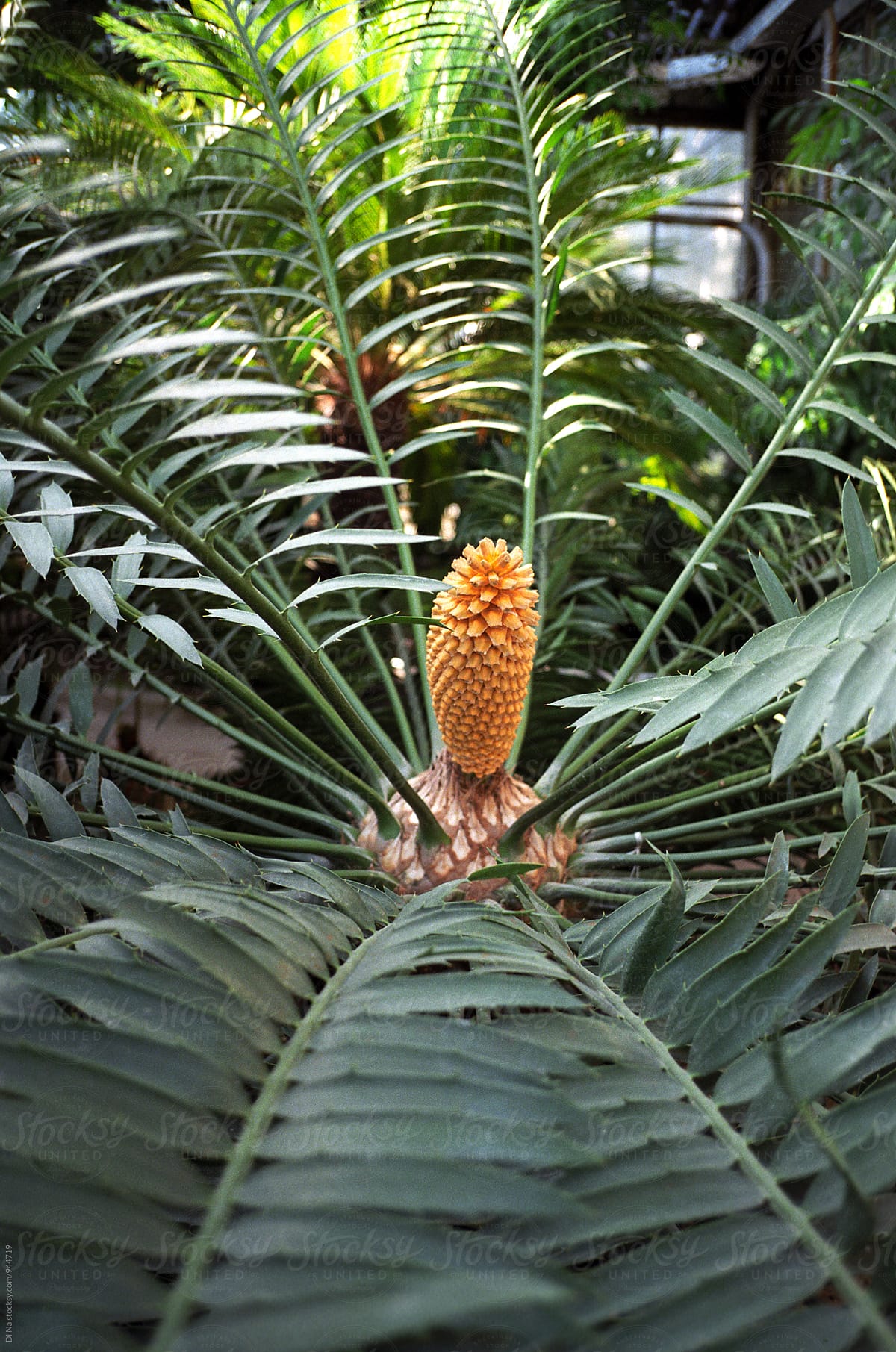 Exotic plant in Botanical Garden