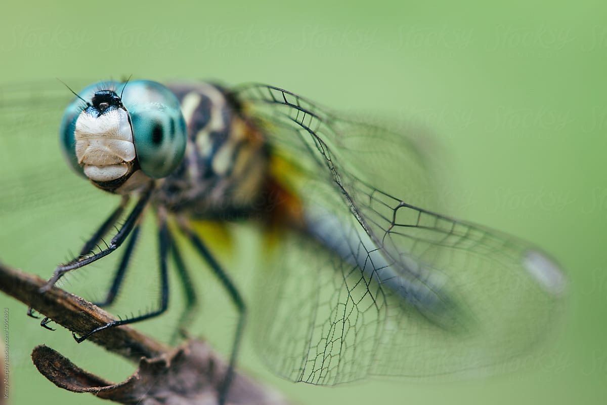 Blue skimmer dragonfly eyes and wing