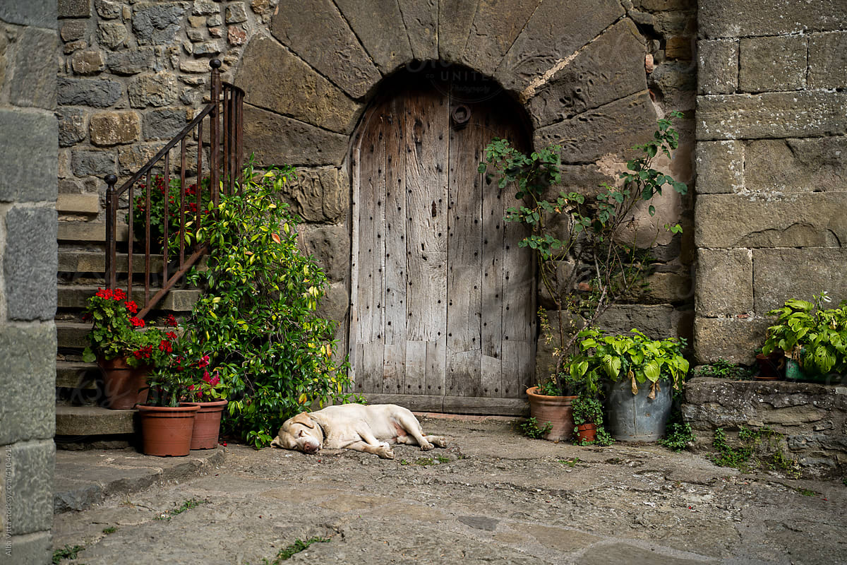 Senior dog sleeping in front of old house door