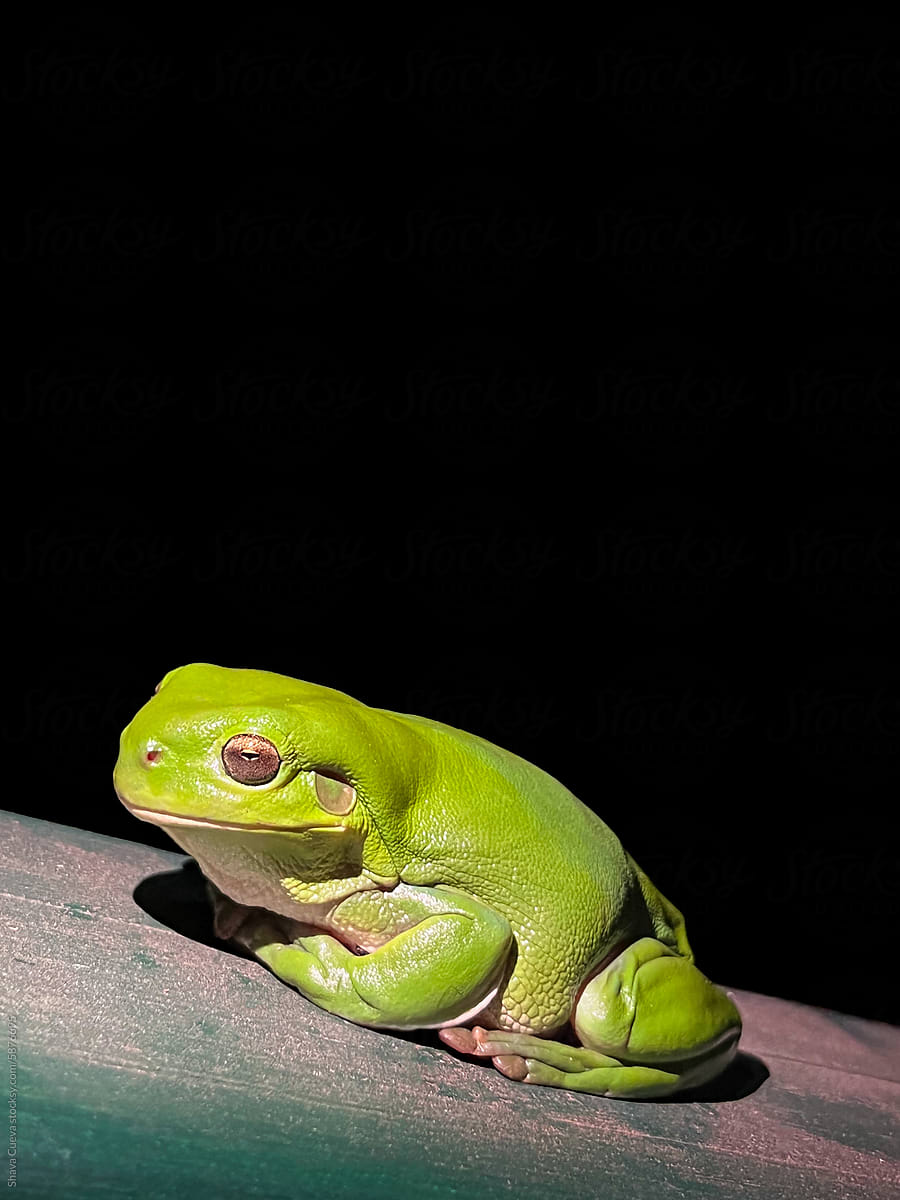 A bright green frog resting on a wooden surface