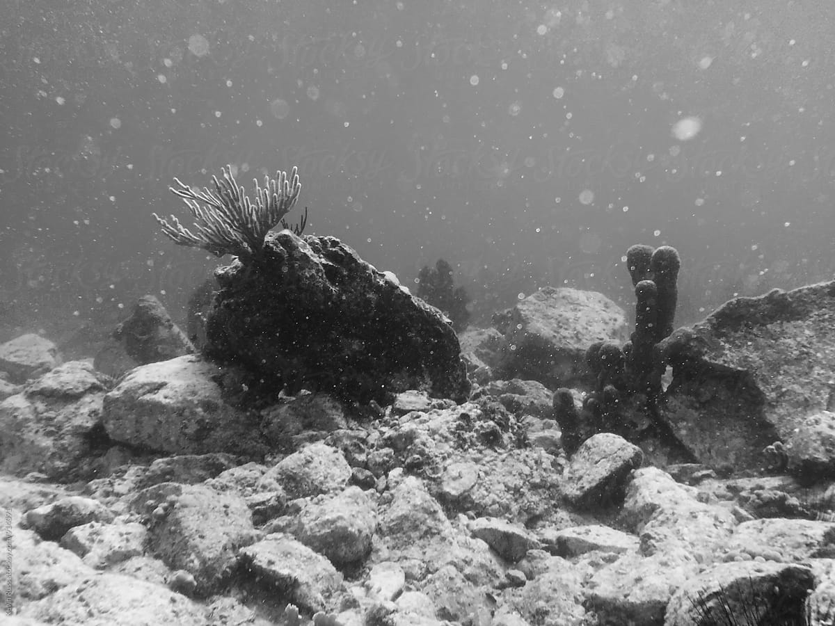 Underwater Plant Life