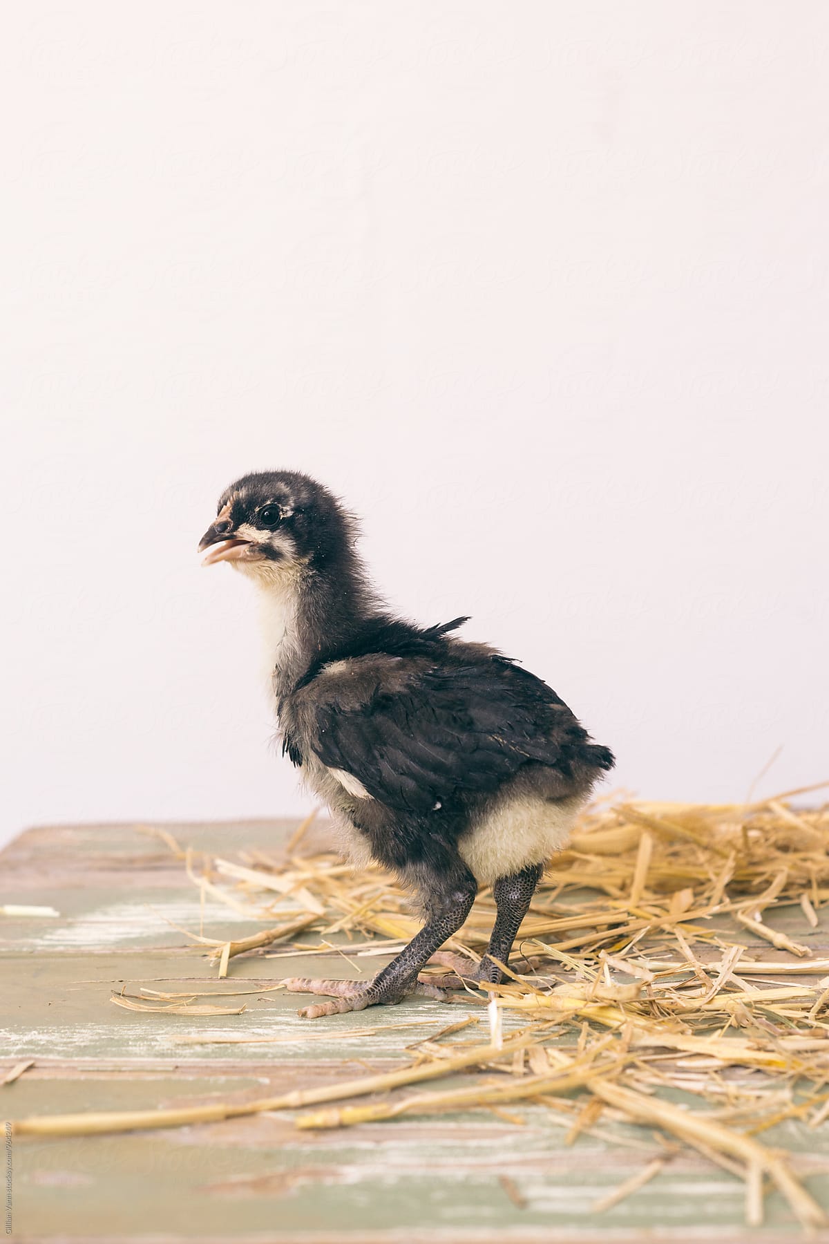 baby australorp chick
