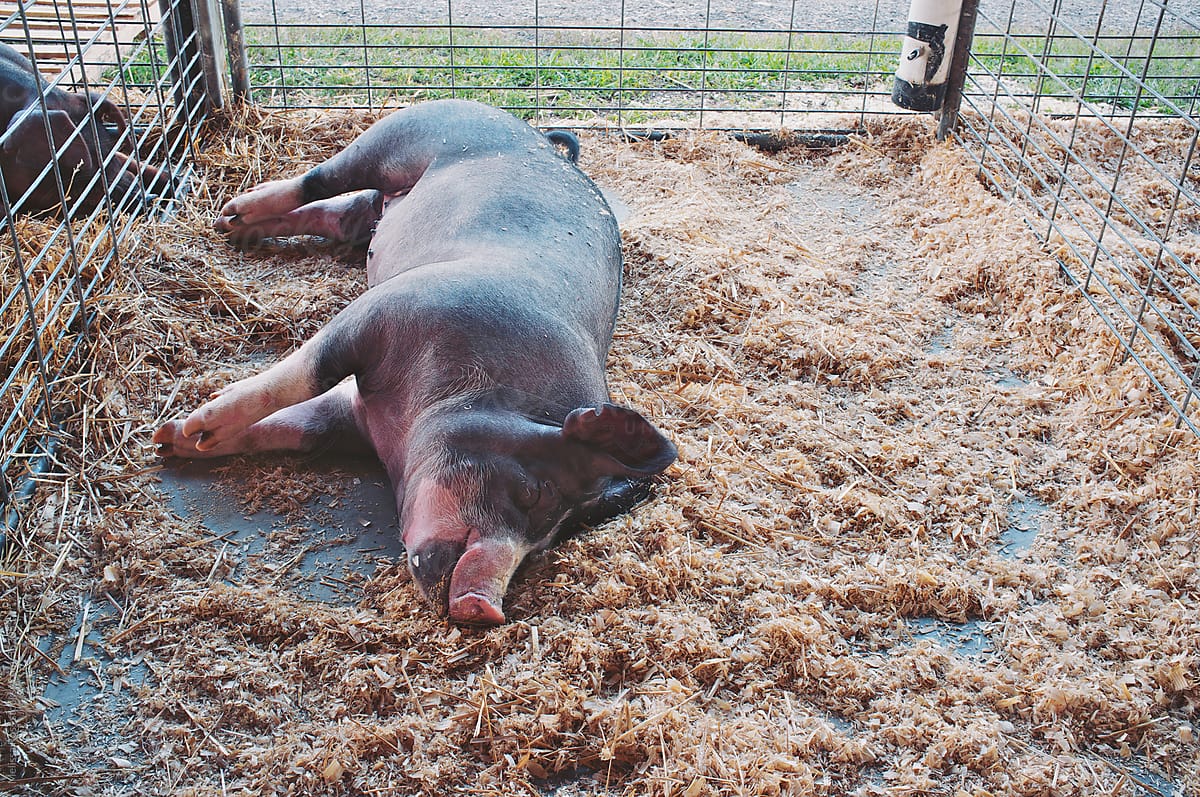 Let sleeping pigs lie.