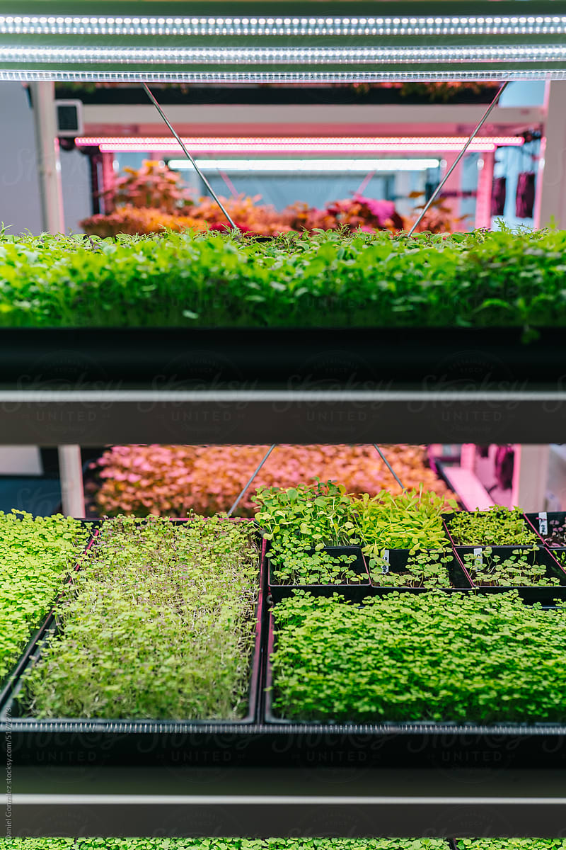 Green sprouts growing on hydroponic rack