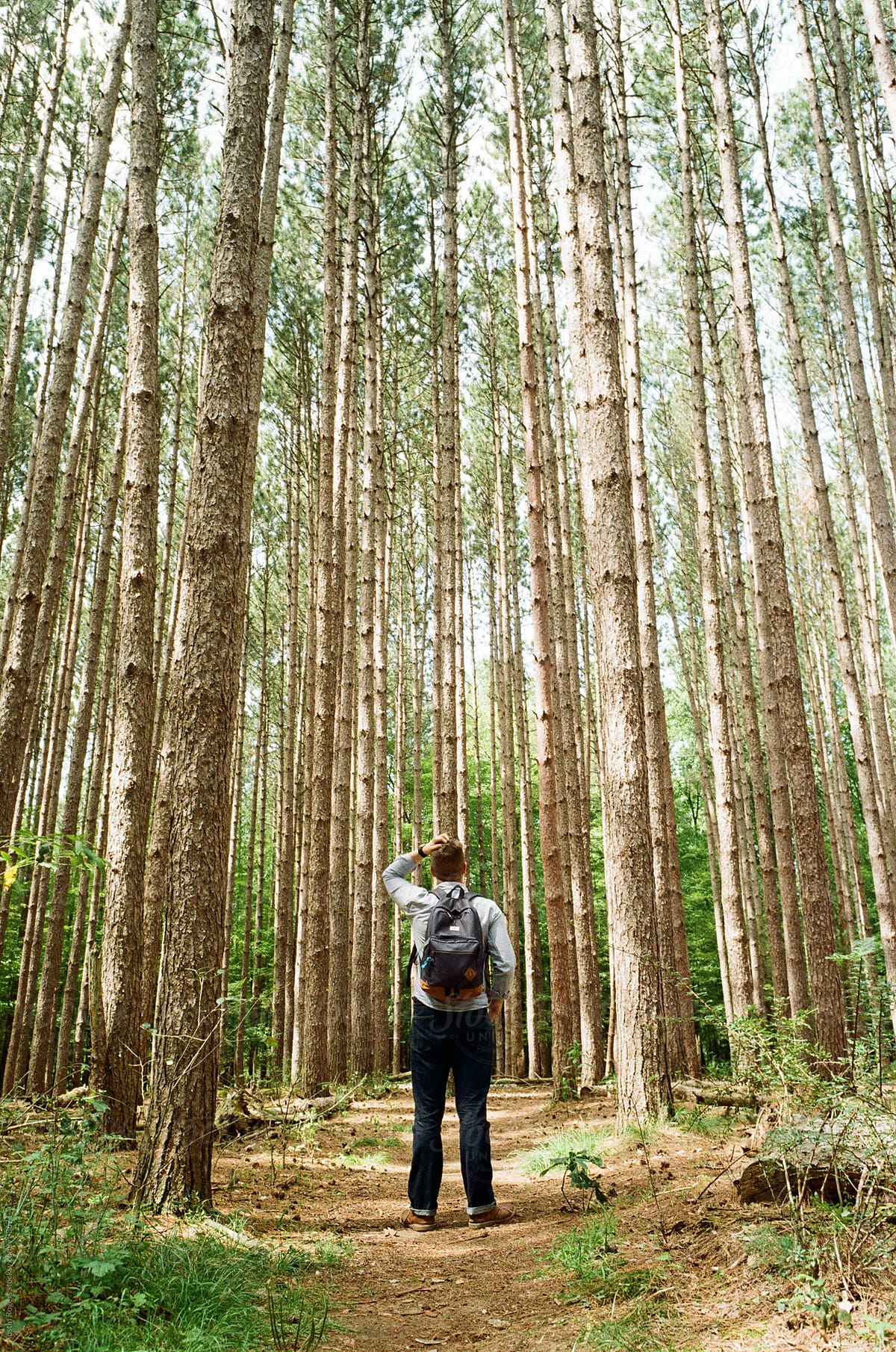 Portrait of a Young Man Standing in Dense Pine Forest