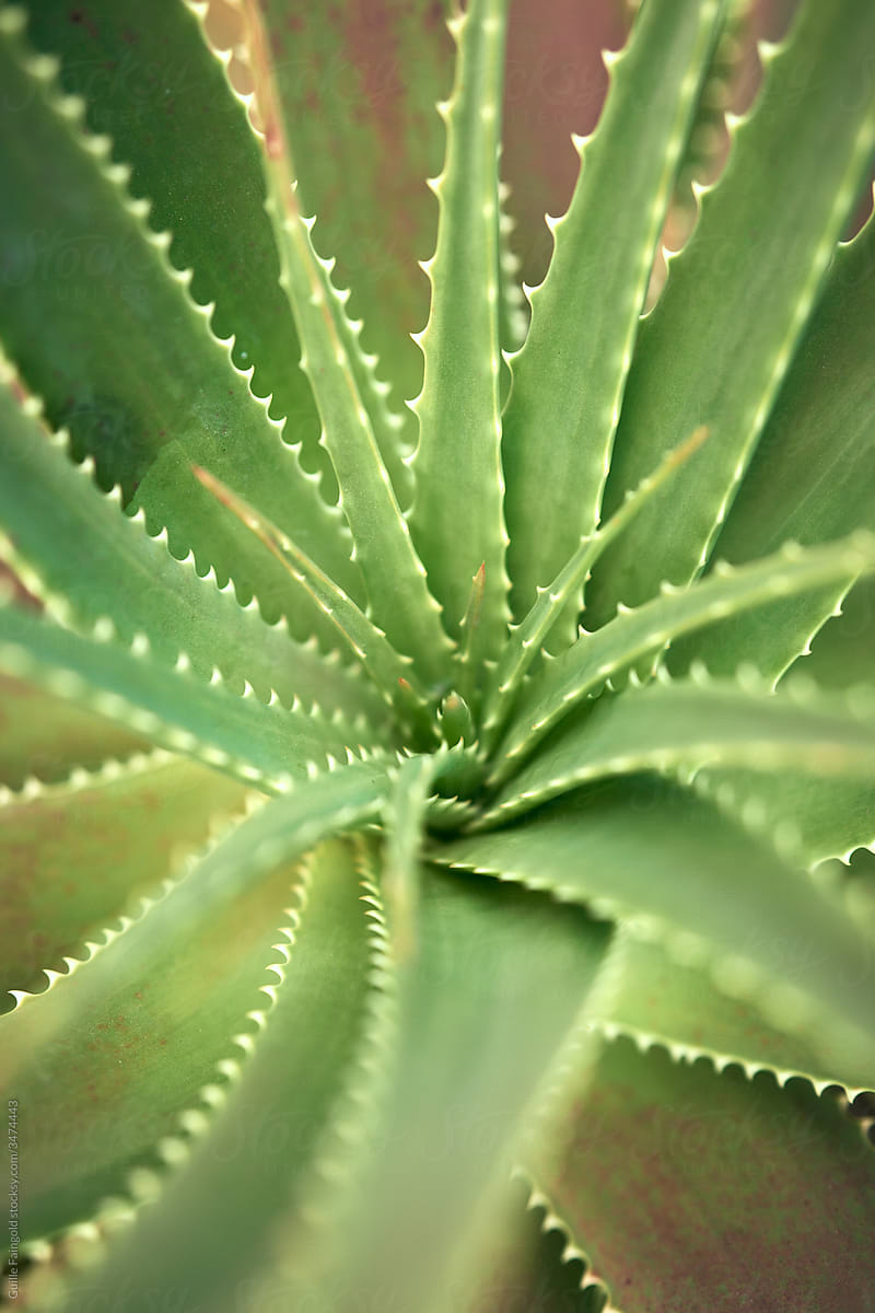 Aloe Vera plant.