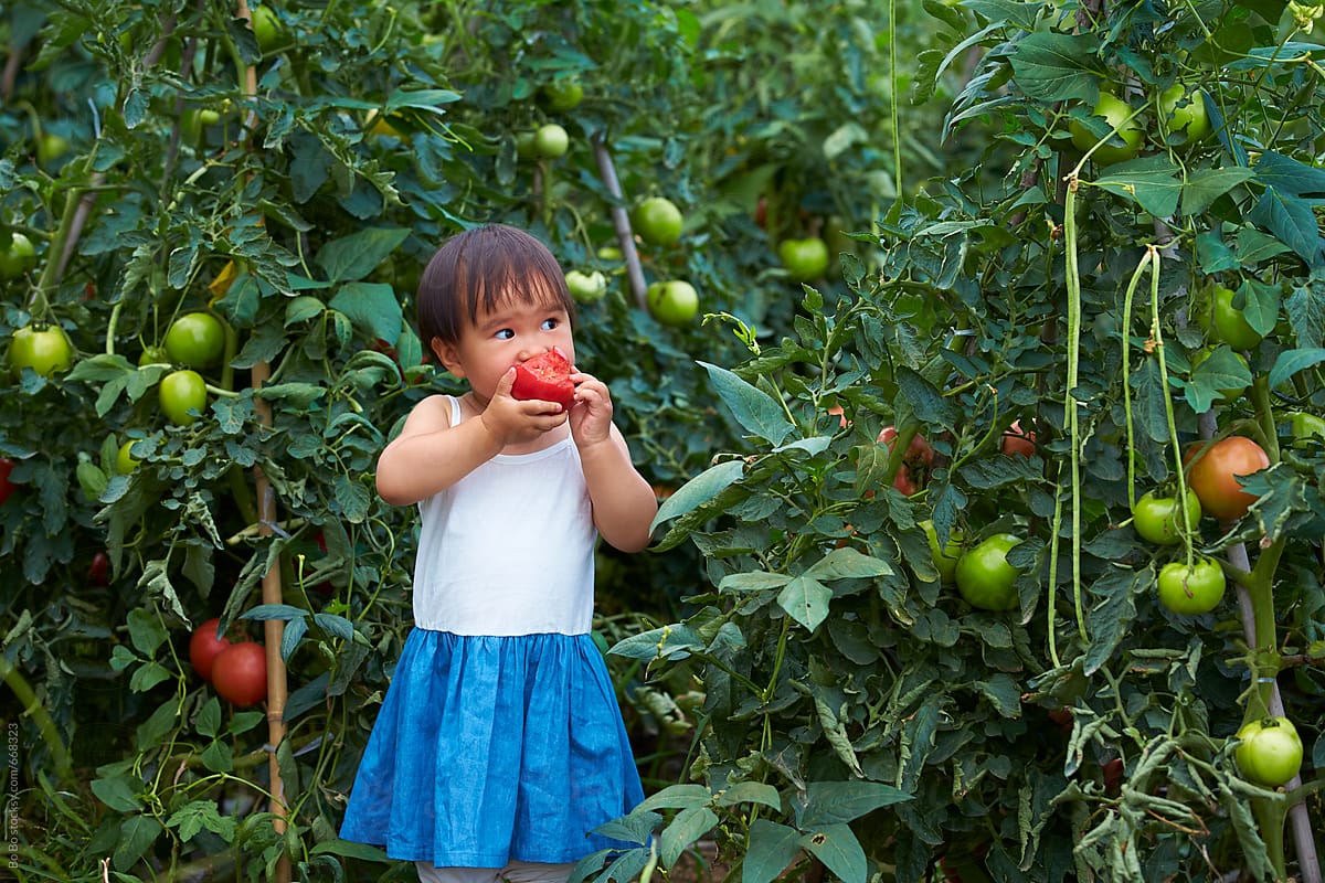 lovely little asian girl eating tomato