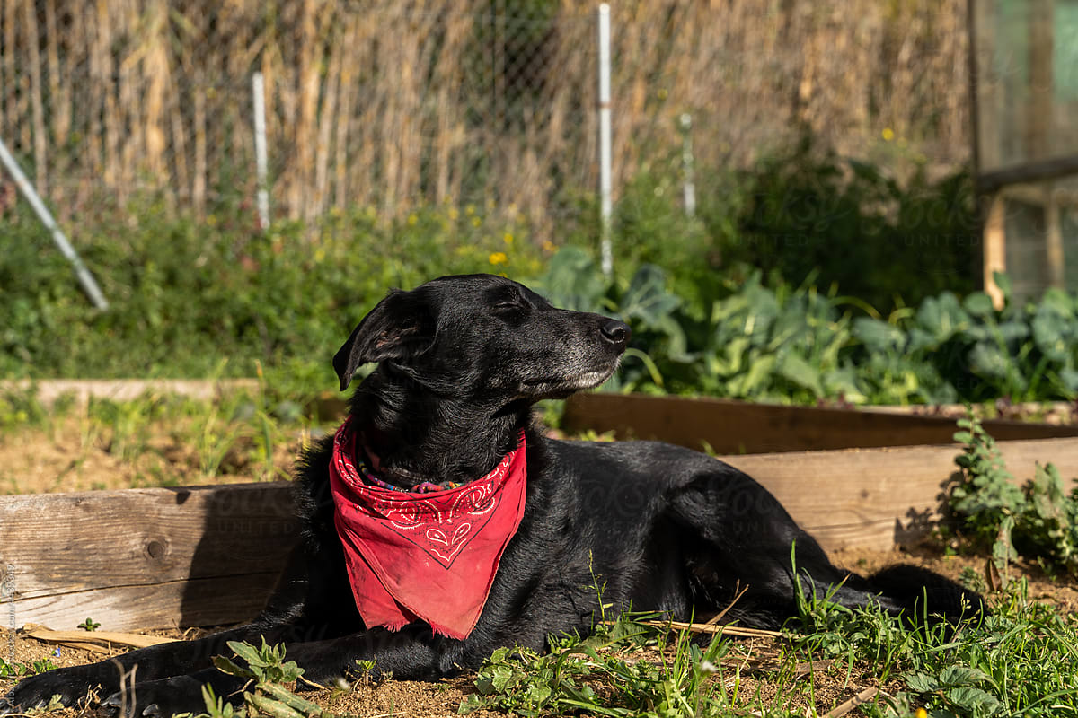 Portrait of cute dog laying down outdoors on veggie garden