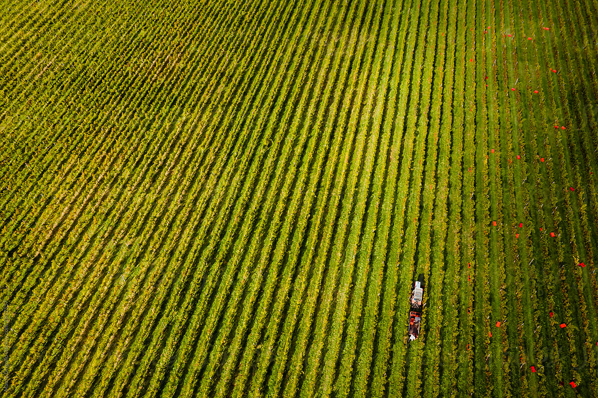 Aerial view of a tractor inside a vineyard