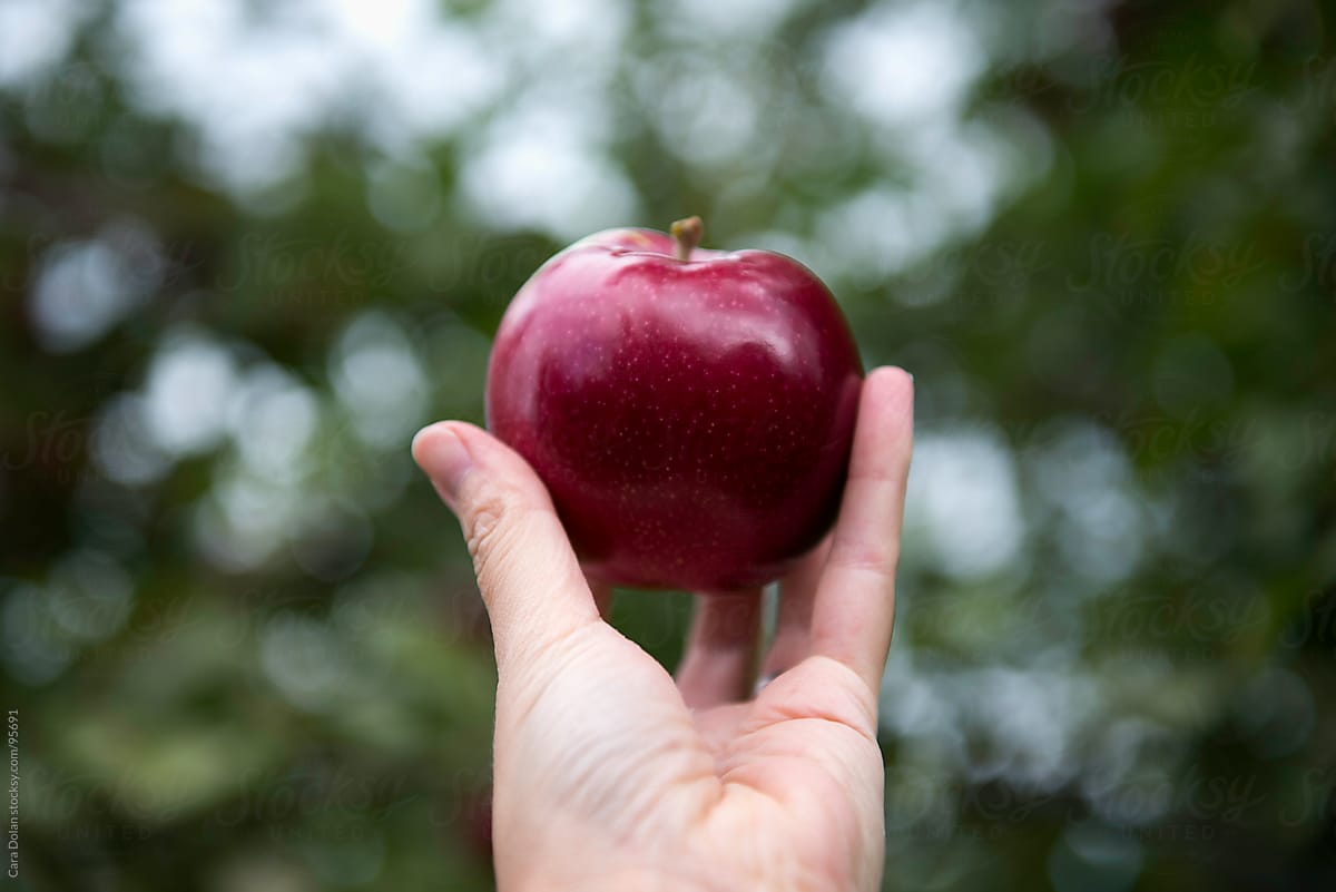 POV shot of Hand Holding Ripe Fresh Apple in Orchard