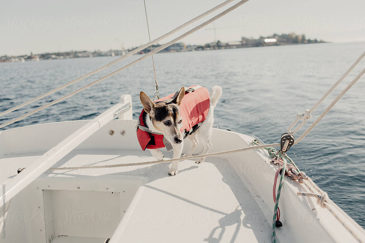 Dog Sailing with life jacket