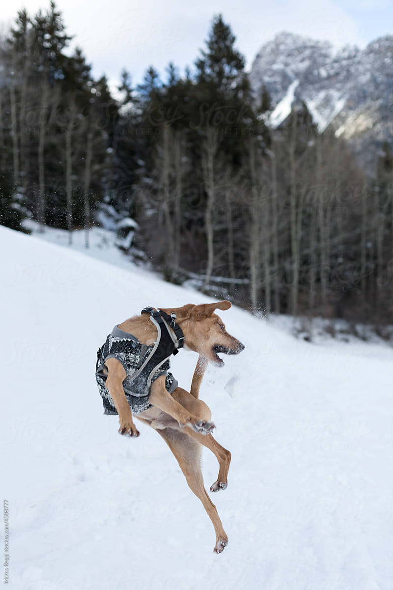 dog jump on the snow