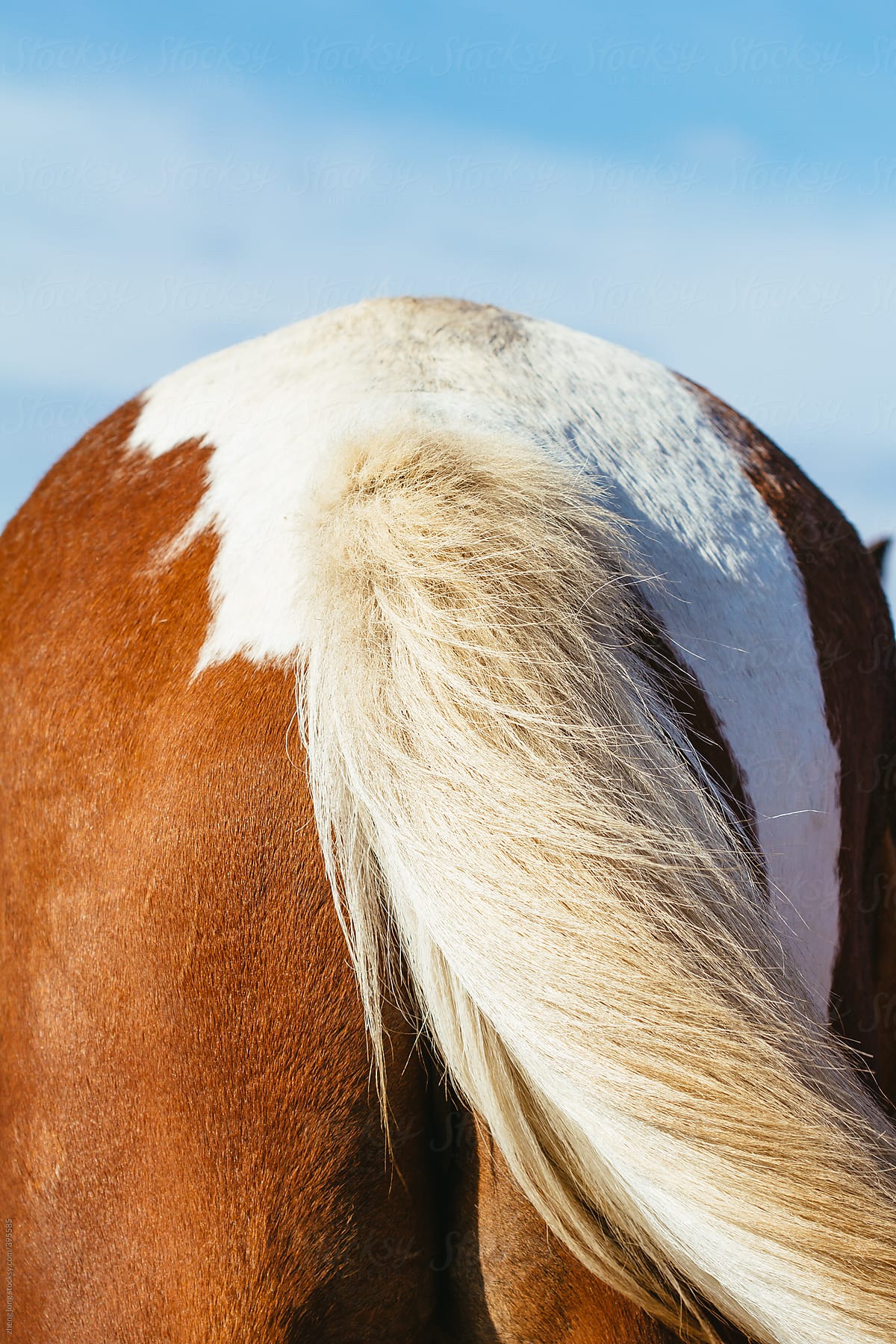 close up of horse tail