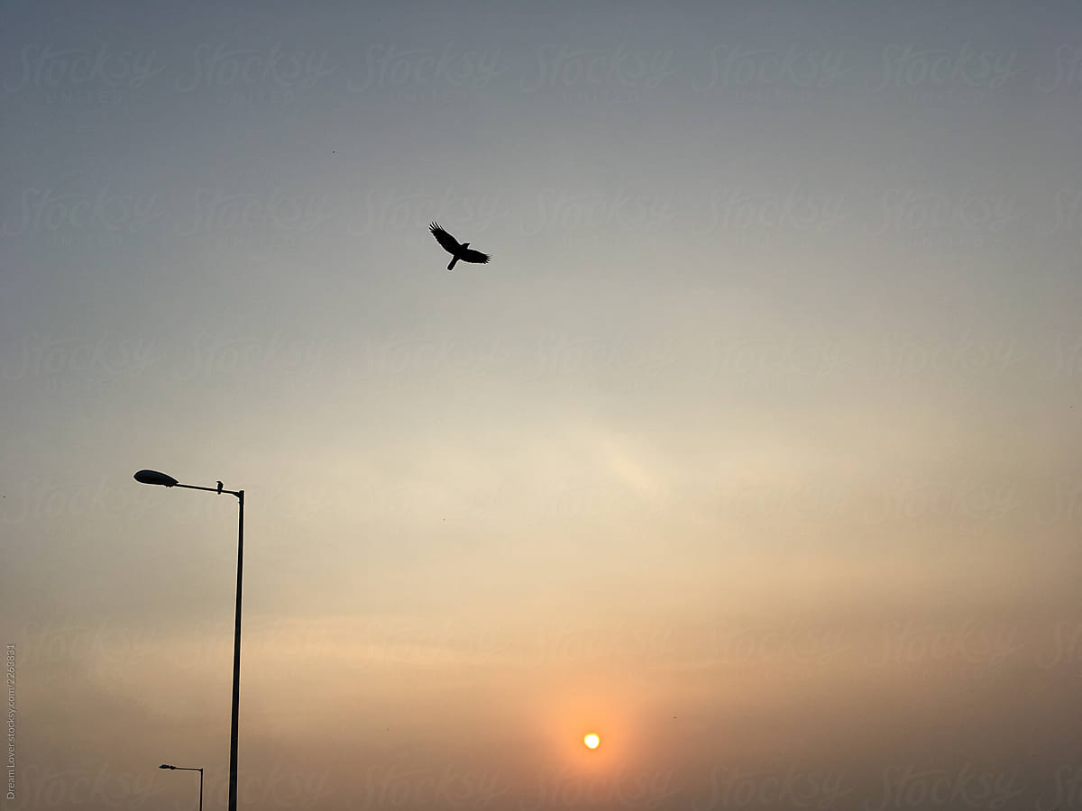 Bird flying at sunset time