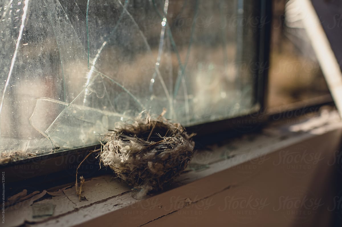 A birds nest on the broken window sill of an abandoned building