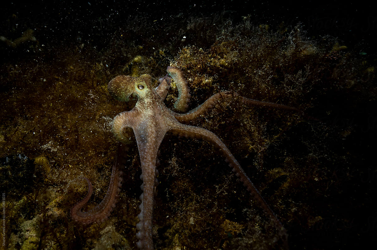 Octopus Hunting at Night