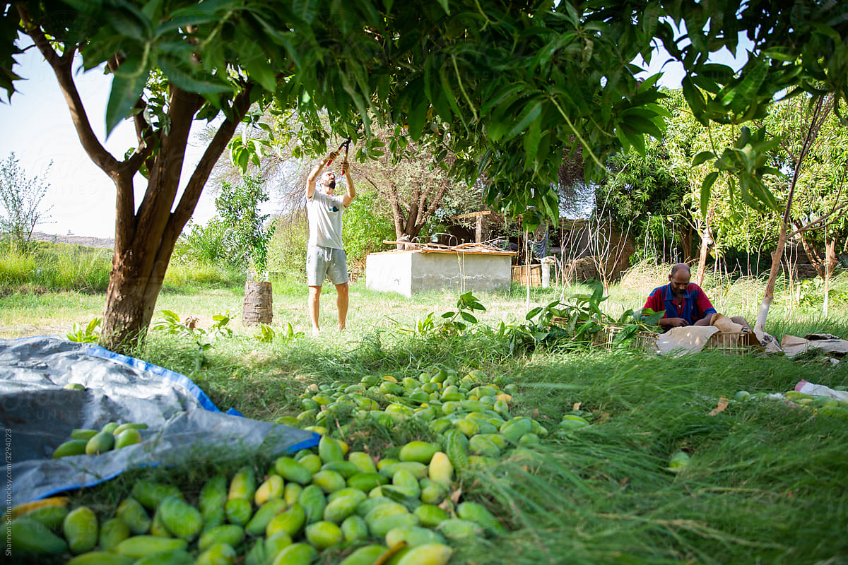 Mango Farmers