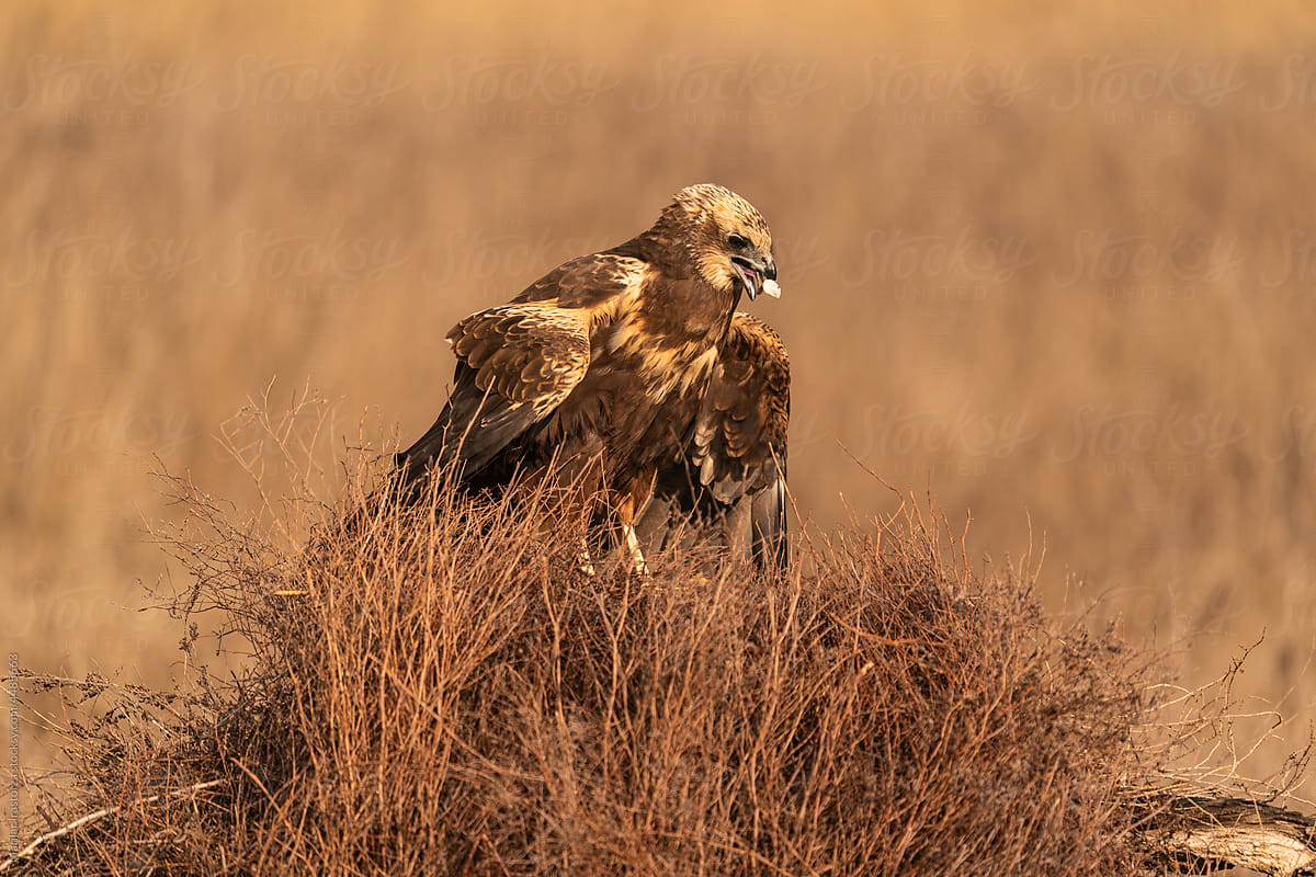 Female Western Marsh Harrier With Food In Her Beak
