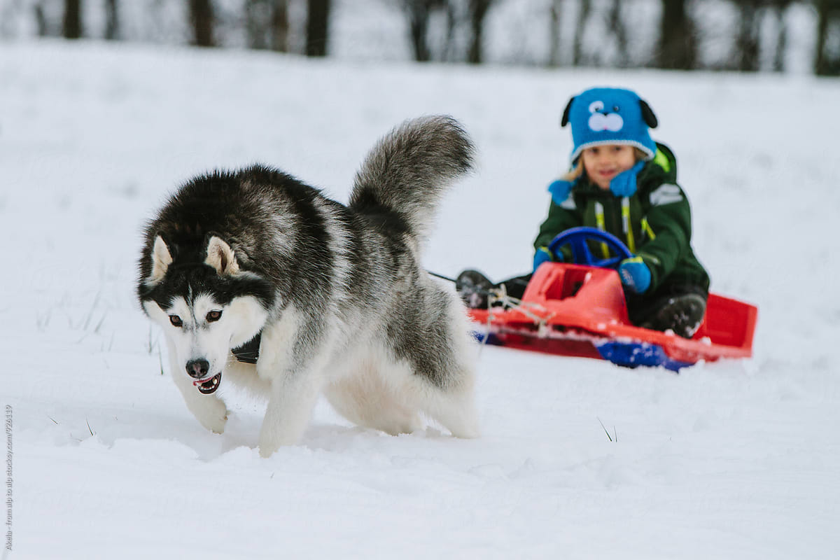 powerful husky pulling a young boy on a bobsleigh