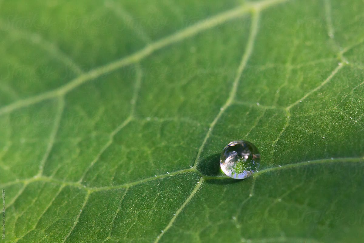 Single drop on Nasturium leaf