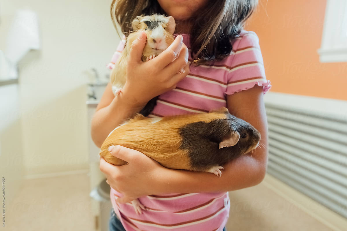 Girl cradling two guinea pigs.