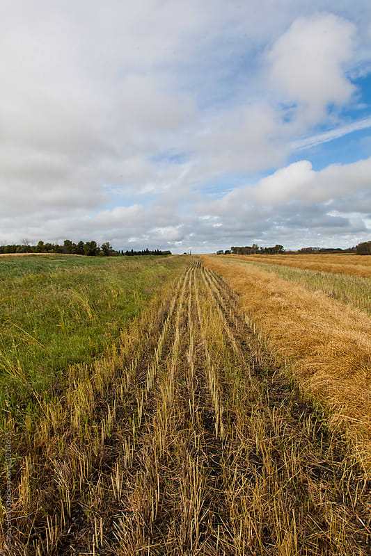 Rows of cut wheat grain on farm