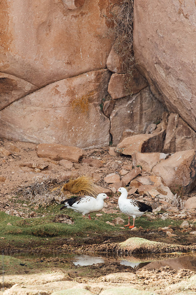 Two birds below the rocks in Bolivia