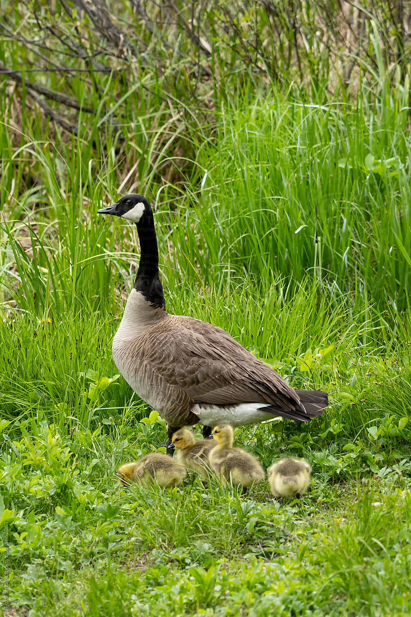 Mom Duck And Little Ducks