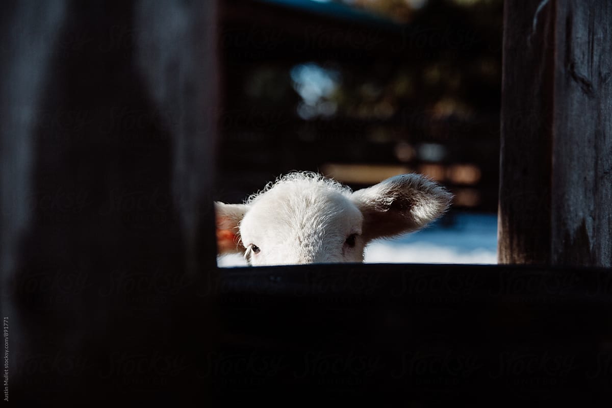 Newborn lamb peaking above a board fence