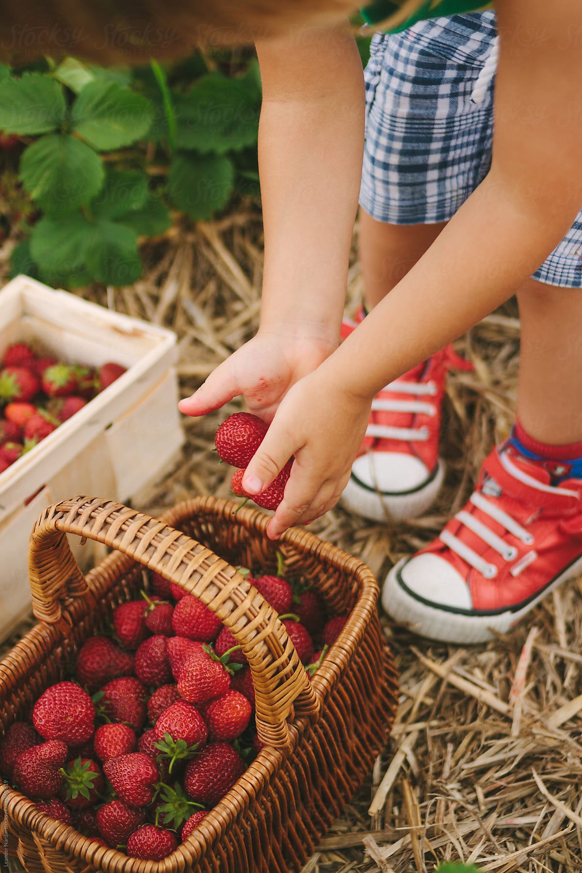 toddler putting strawberries in a basket on a strawberry field