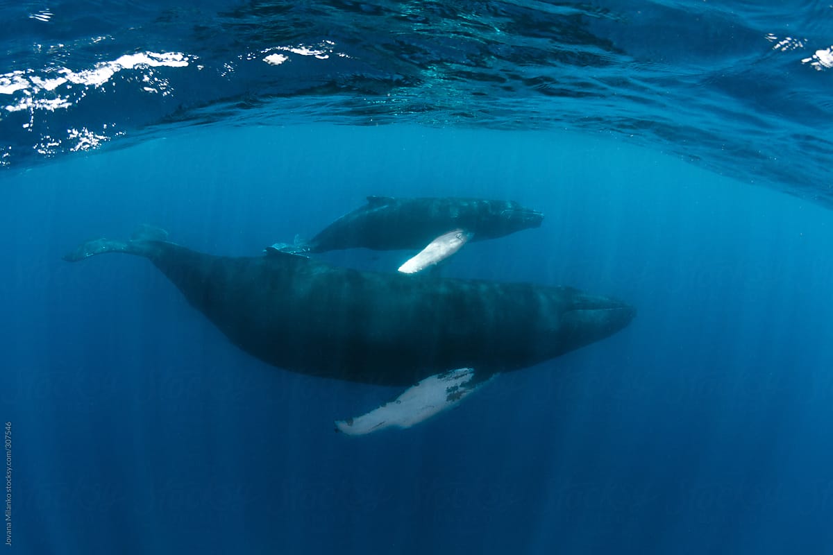 Humpback Whales mother with her calf