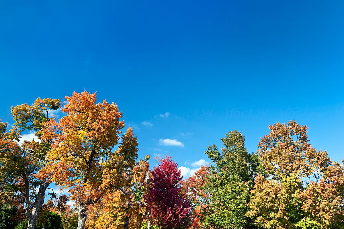 Is the sky bluer in the fall? - Maine Audubon