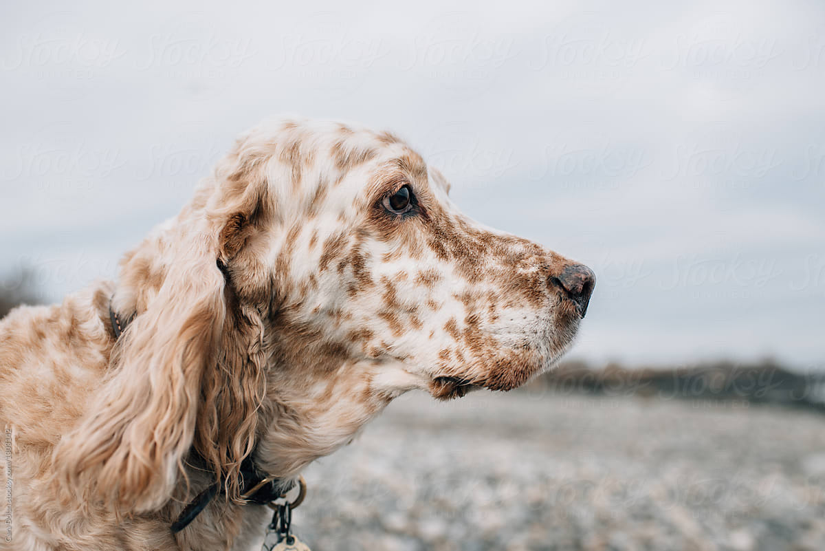 Profile Portrait of Orange Belton English Setter Dog