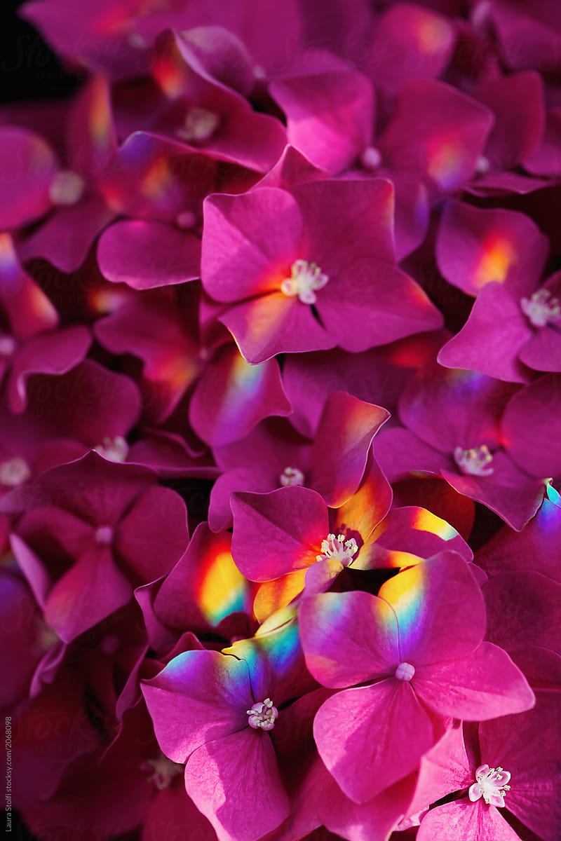 Flowers and rainbows