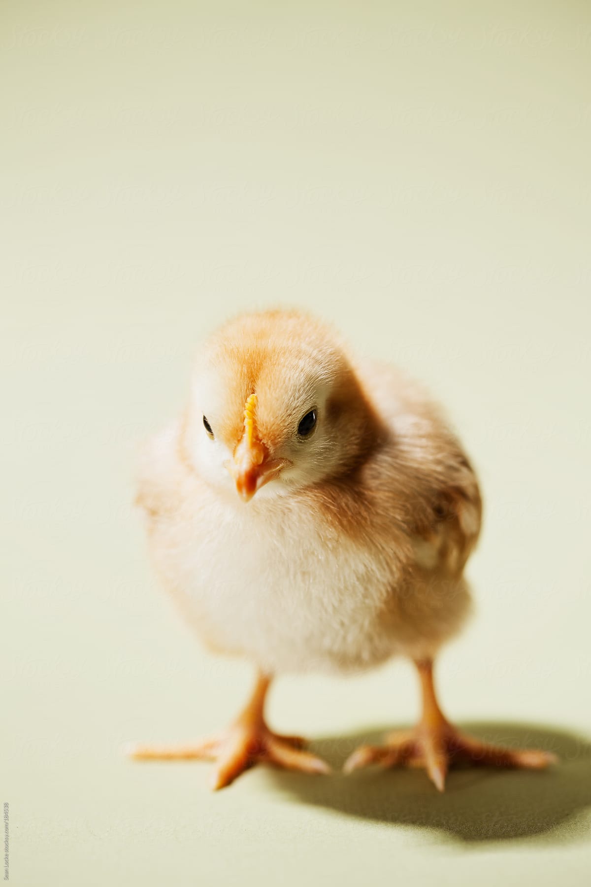 Chicks Cute Baby Chick On Green Background Stocksy United