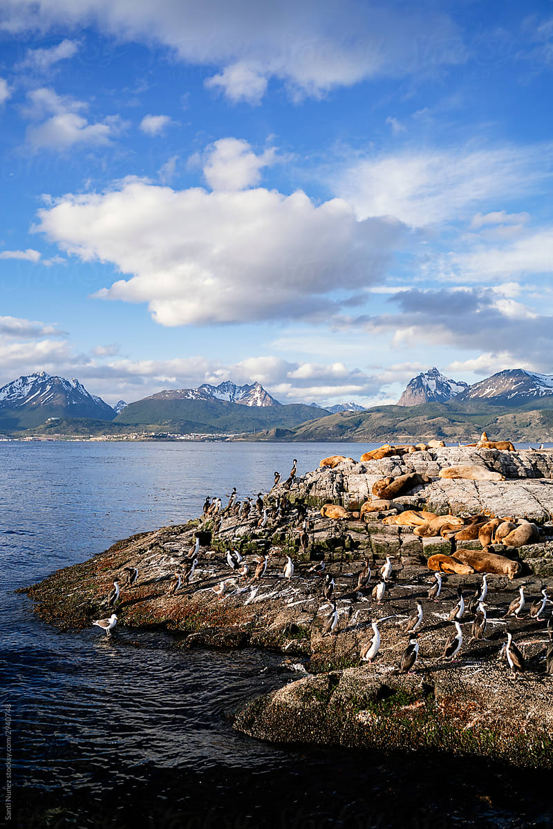 Sea lions resting on the coast.