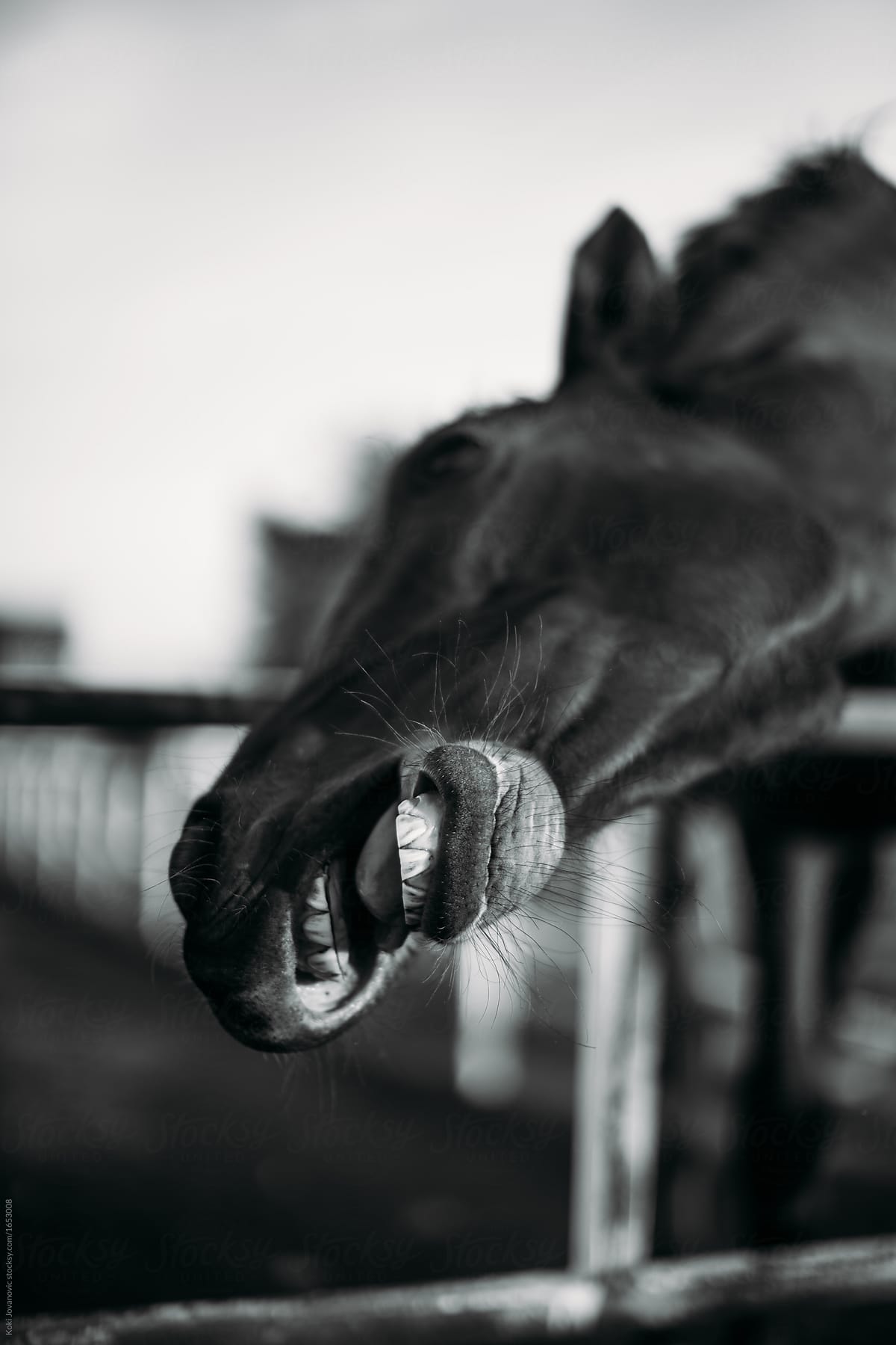 horse yawning like smiling