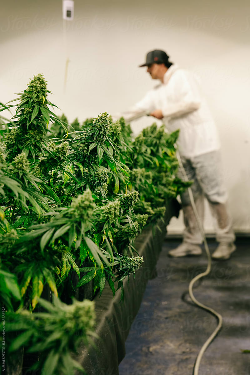 Indoor Cannabis Plants Being Watered