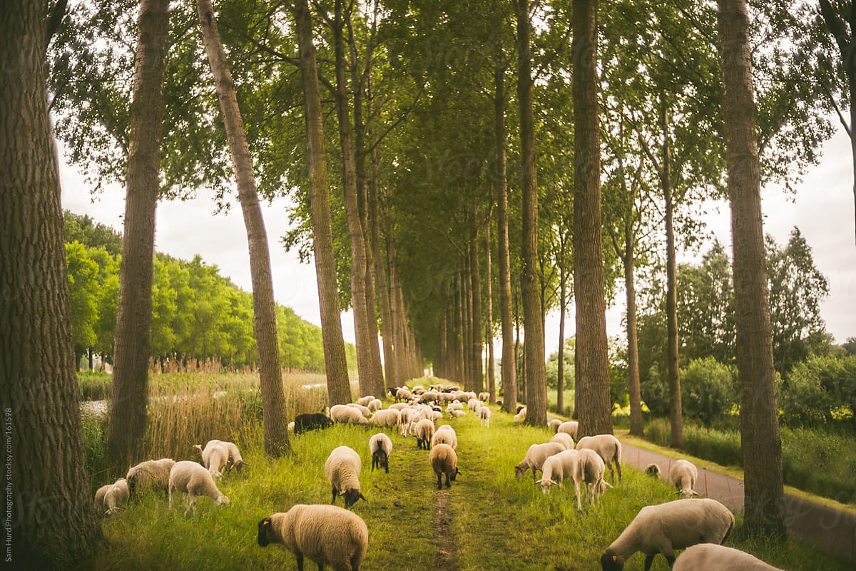 sheep grazing on pathway