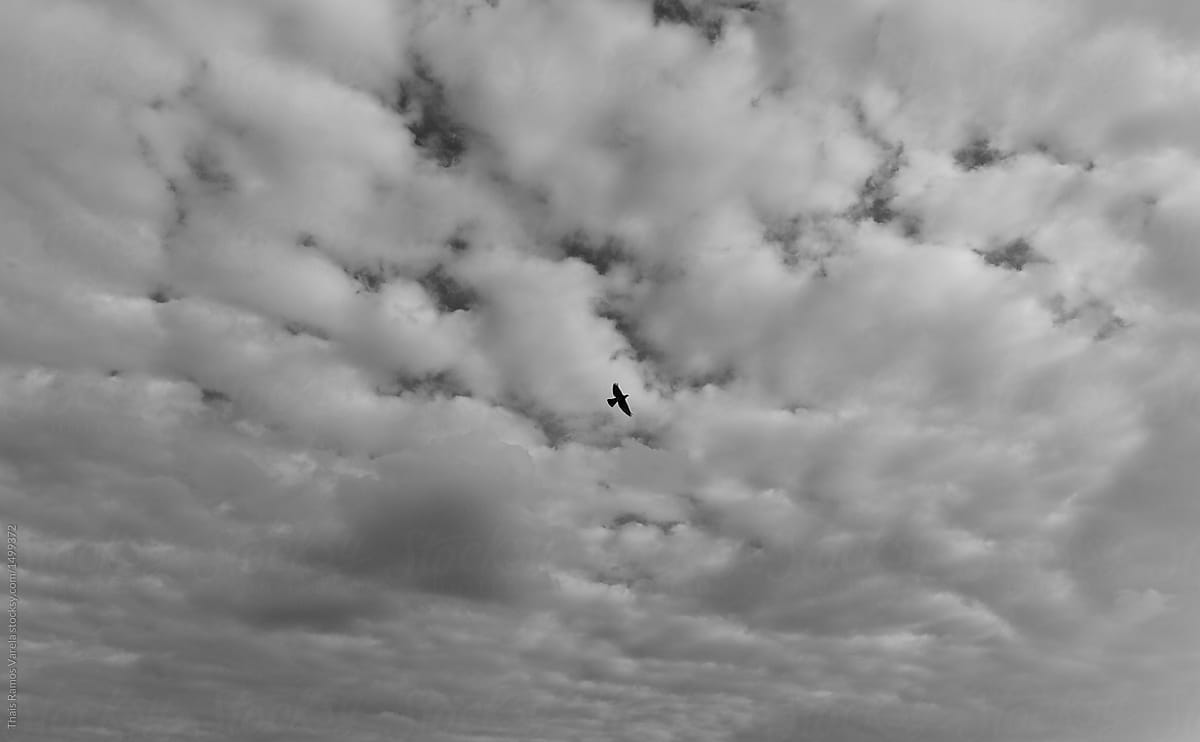 bird flying through the cloudy sky