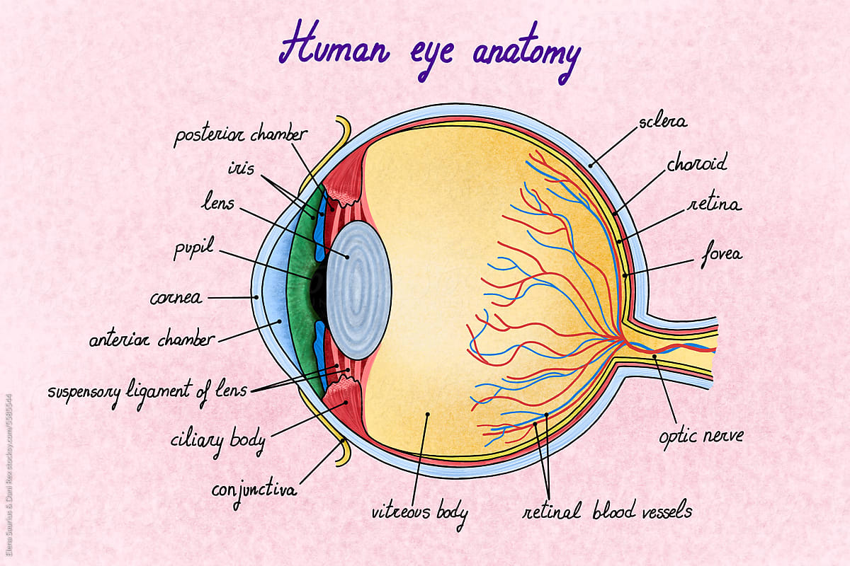 Human eye  illustration with different tissues.